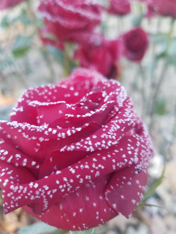 Up close view of a red rose covered in a thin dusting of frost, looking like it has specks of sugar on it.