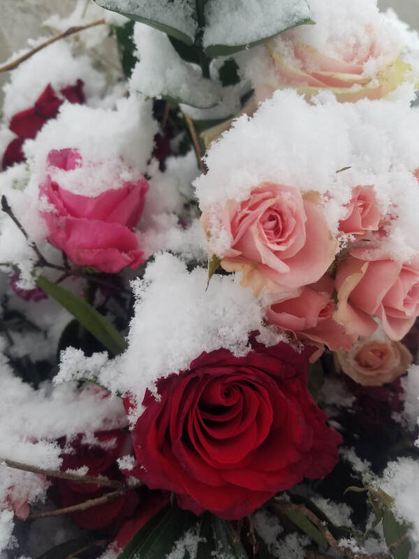 Pink and red roses are covered in a soft blanket of snow.